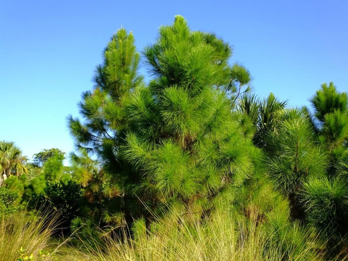 Slash Pine Tree | 3 Live Plants | Pinus Elliottii | Fast Growing Stately Shade Tree