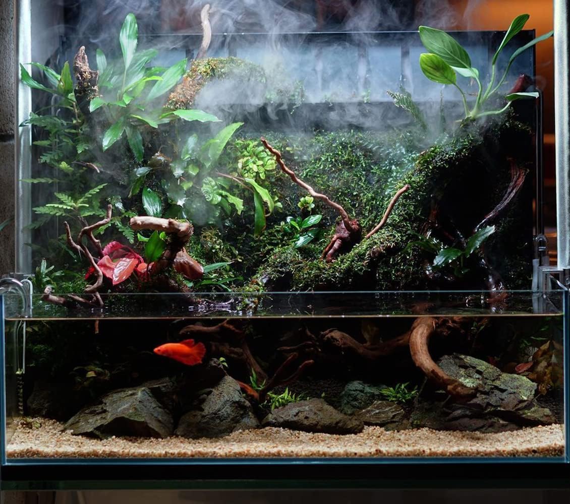 SubstrateSource Anubias Live Aquarium Plants - Potted Freshwater Plant for Fish Tanks, Terrariums - Beginner Friendly Low Light (Congensis, 5 Pots)