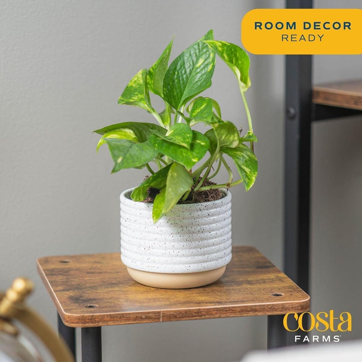Costa Farms Pothos Live Plants, Devil's Ivy in Plastic Pots, Easy to Maintain, Air Purifying Indoor Houseplants, Room or Office Decor, House Warming or Birthday Gift, 8-12 Inches Tall, Pack of 2