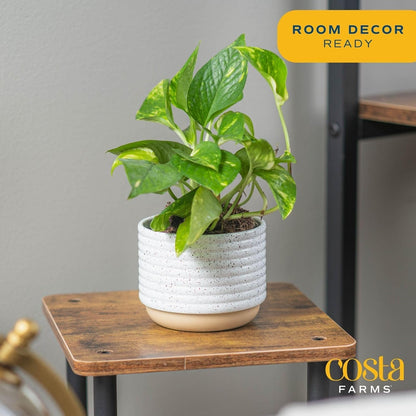 Costa Farms Pothos Live Plants, Devil's Ivy in Plastic Pots, Easy to Maintain, Air Purifying Indoor Houseplants, Room or Office Decor, House Warming or Birthday Gift, 8-12 Inches Tall, Pack of 2