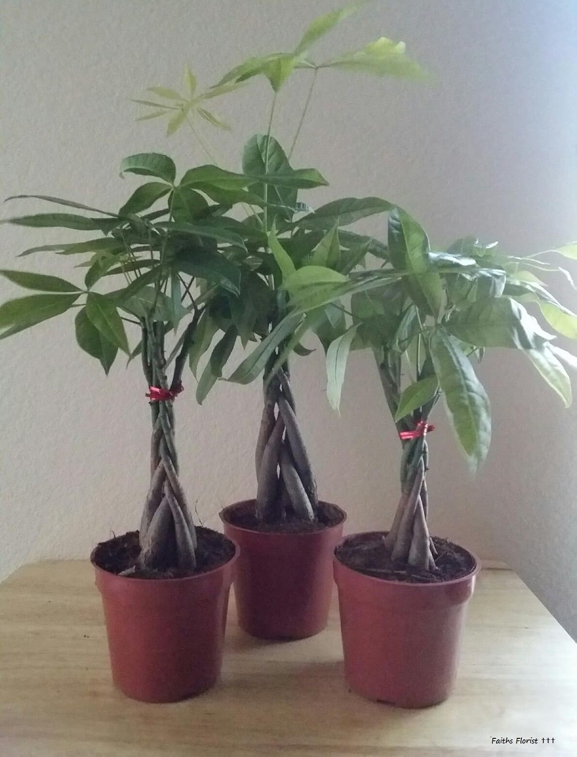 M&M BONSAI BRAIDED MONEY TREE IN TRAINING POT by M&M BONSAI