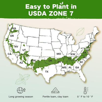 Lush&Dew Year-Round USDA Zone 7 Seed Bank, Gift for Mom Dad, 32 Varieties Non-GMO Heirloom Seeds of Vegetables, Flowers, Gardening Gifts for Women Men, Survival Kit for Raised Garden Bed, Greenhouse