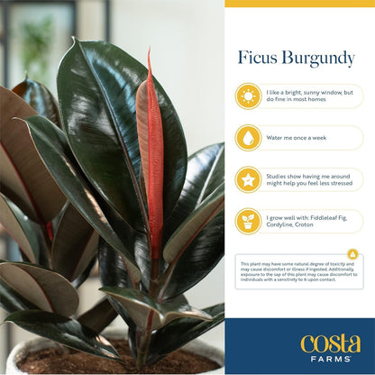 Costa Farms Burgundy Rubber Plant, Live Indoor Ficus Elastica Tree, Live Indoors Houseplant in Nursery Pot, Potting Soil Mix, Gift for Housewarming New House, Home or Office Decor, 2-3 Feet Tall