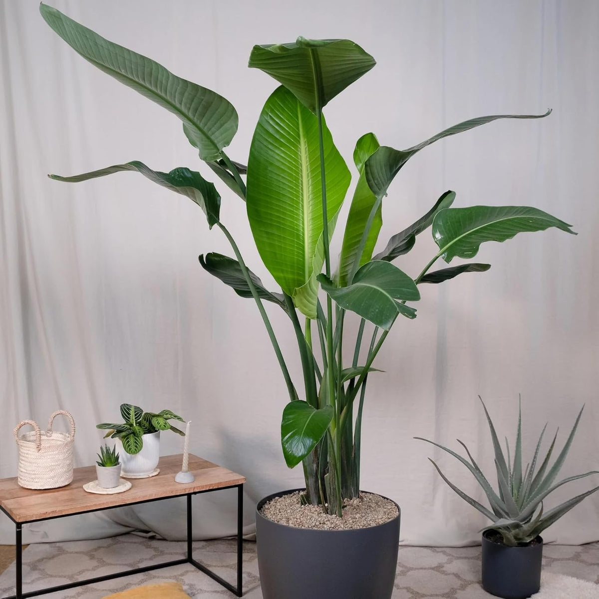 Bird of Paradise - White - Strelitzia Nicholai. (2 White BoP in Sac)
