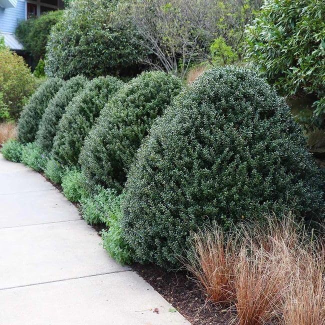 Steeds Holly I 3 Live Plants I Upright Ilex Crenata | Upright Evergreen Shrub for Privacy Screens, Hedges, and Ornamental Landscaping