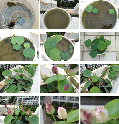 10pcs Pre-Sprouted Mixed Color Bonsai Bowl Lotus - Ideal Indoor and Outdoor Aquatic Plants, Ready to Thrive