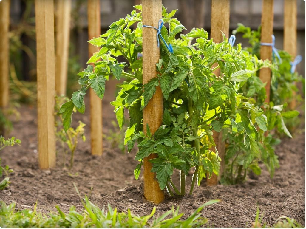Greenes Fence Cedar Grade Stakes 16 in. Long (64-Pack)