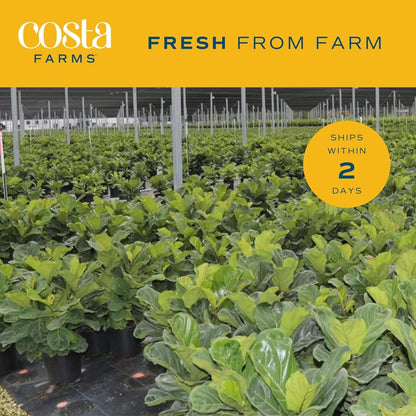 Costa Farms Fiddle Leaf Fig, Live Indoor Floor Plant, Ficus Lyrata Tropical Houseplant Potted in Potting Soil with Grow Pot, Gardening, New Home Gift, Room Décor, 1-2 Feet Tall