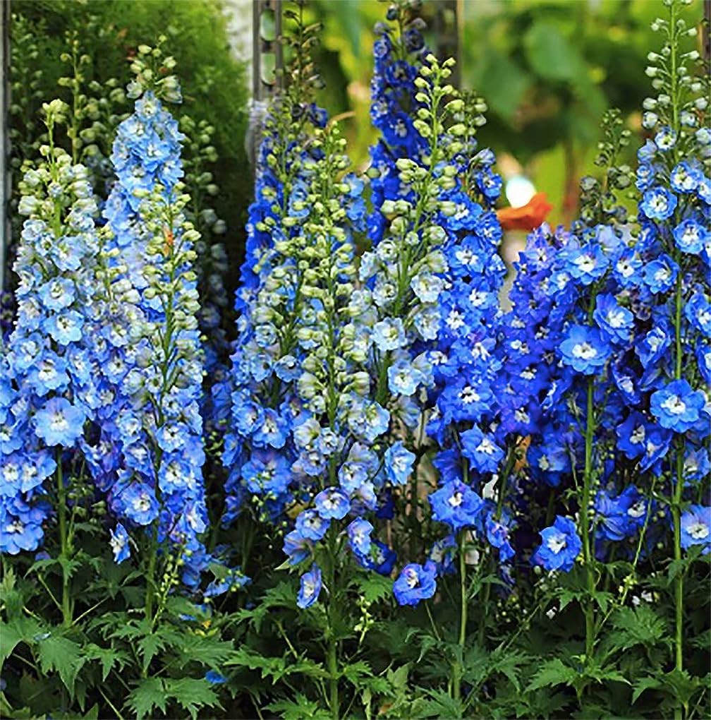Blue Bell Delphinium Seeds - 650 Seeds