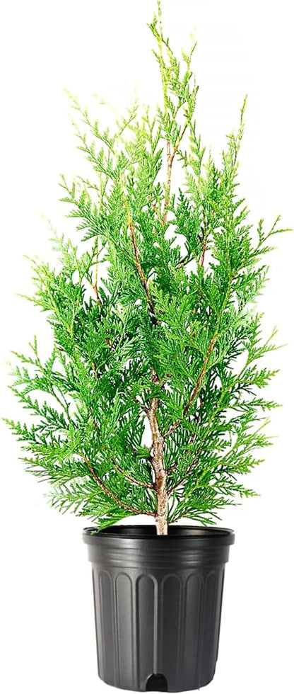 Thuja Green Giant | 2 Large Gallon Size Trees | Thuja standishii x plicata | Fast Growing Privacy Screen | Evergreen Landscape Plants for Borders