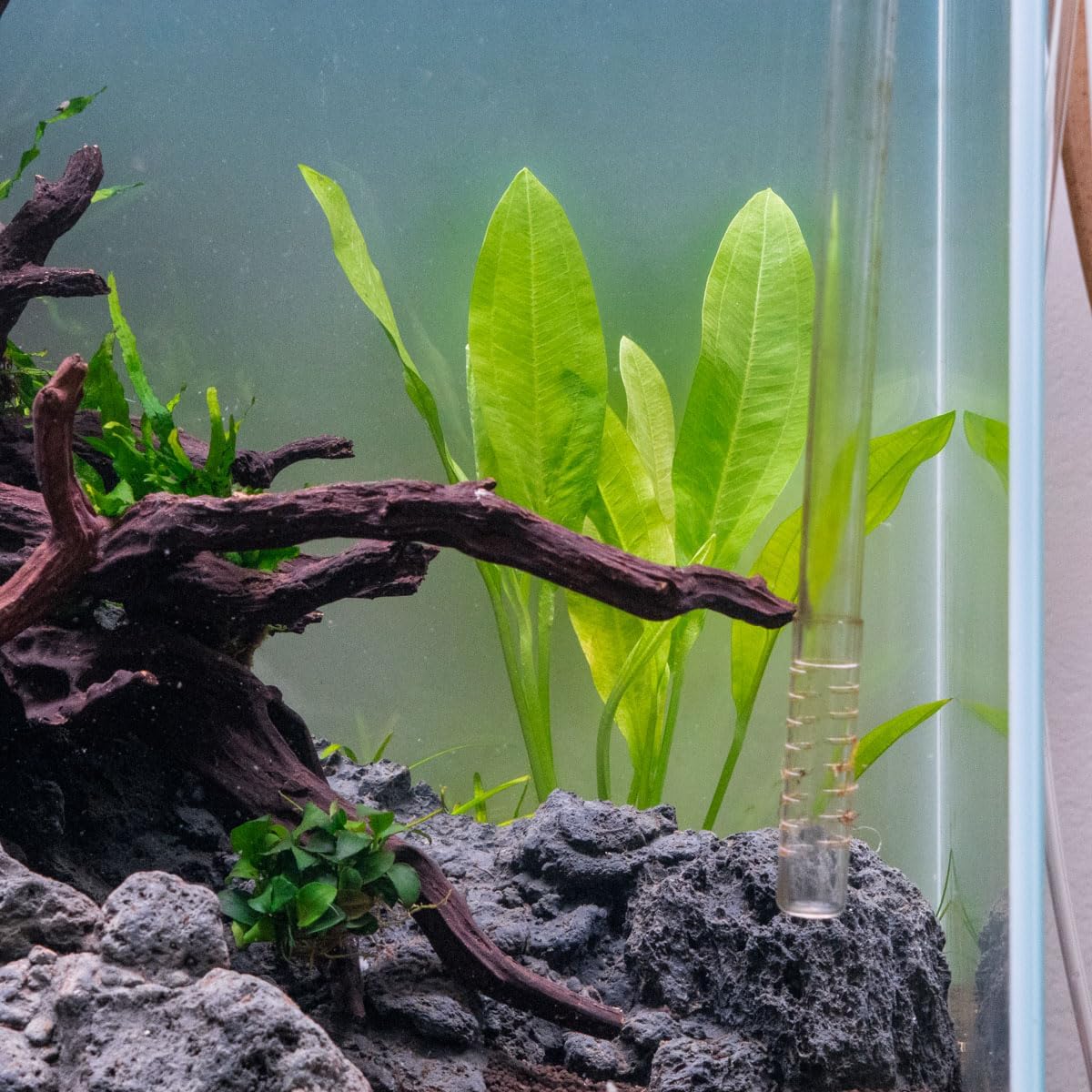 SubstrateSource Amazon Sword Echinodorus Bleheri Live Plant for Freshwater Aquariums, Natural Fish Tank Decorations, and Aquatic Decor (1 Pot (2-3 Plants))