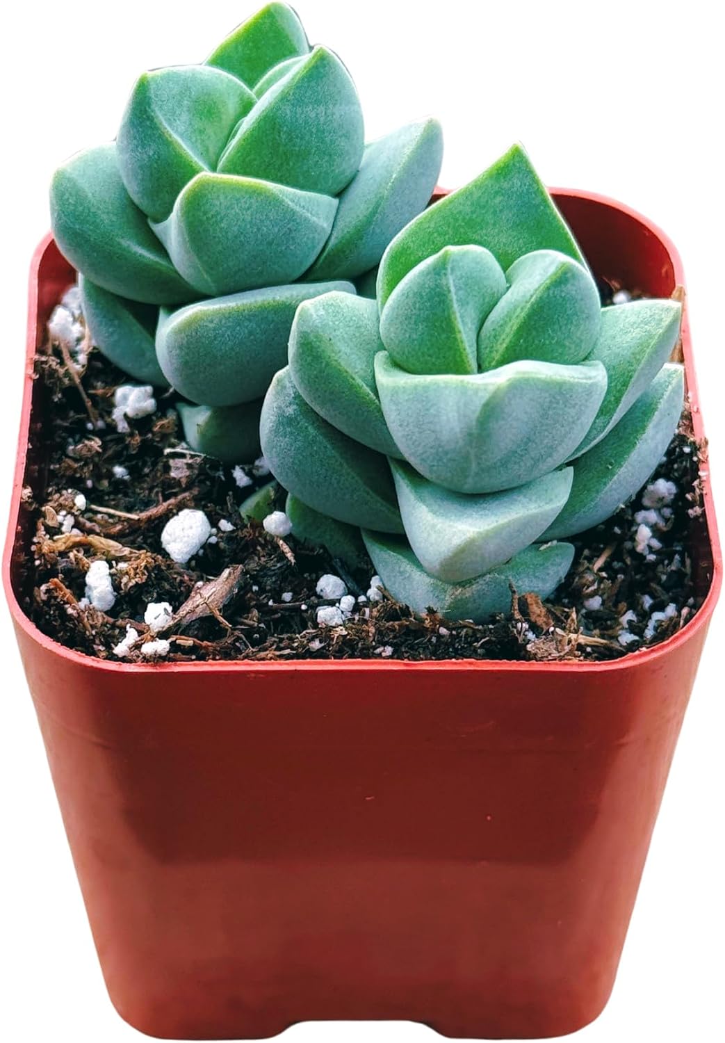 Succulents Plants Live 2inch Live Mini Succulent Plants, Easy Care House Plants Rooted in Succulent Soil Mix, by The Succulent Cult (Crassula Moonglow, 2 Inch)