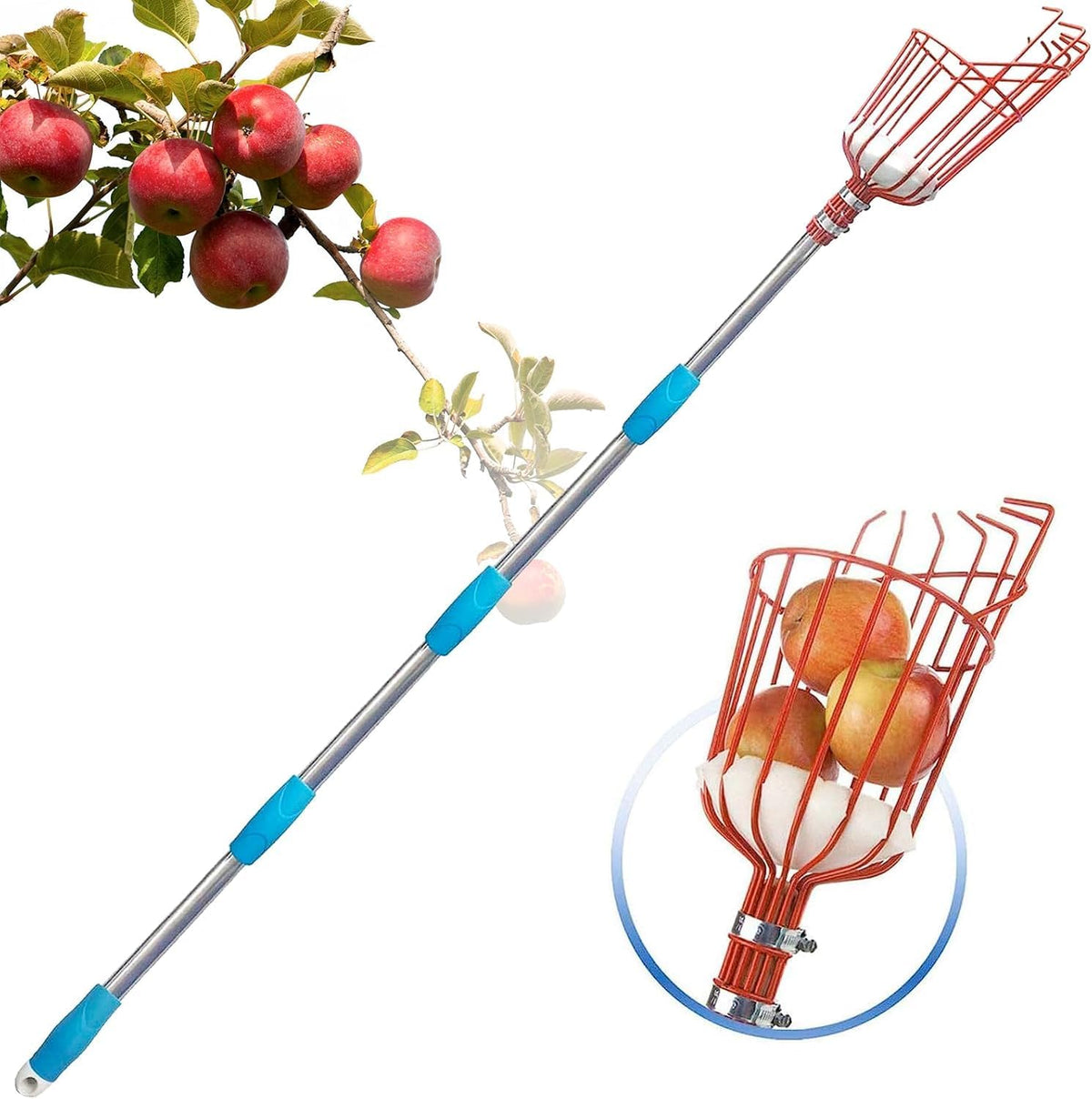 Adjustable Fruit Picker with Telescoping Handle and Basket, 5.5ft - Ideal for Apple, Orange, Avocado, Lemon, Pear, and Mango Harvesting