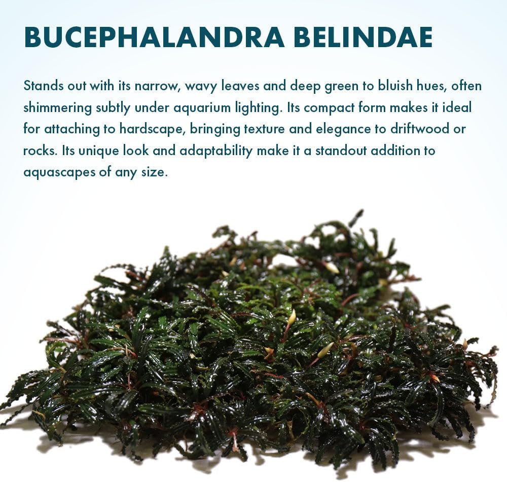 SubstrateSource Live Plants – Bucephalandra Belindae (Bucephalandra belindae) – Low to Medium Light, Dark Iridescent Green Color, Foreground to Midground Placement, Rhizome Growth - Loose, 1 Pack