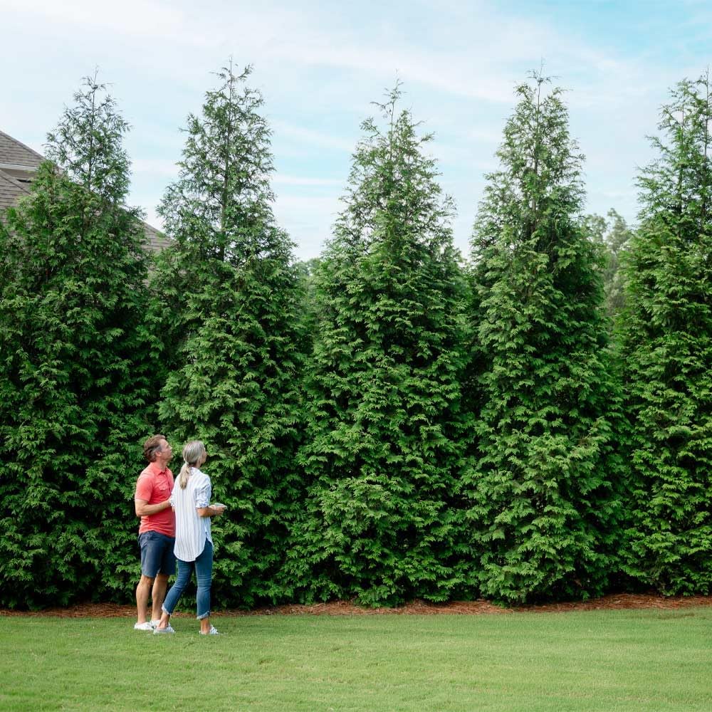 Brighter Blooms - Thuja Green Giant, 1-2 Feet - Live Plant - No Shipping to AK, AZ, HI, OR