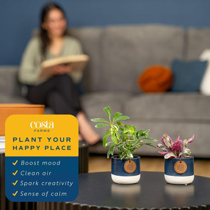 Costa Farms Live Mini Indoor Plants in Plastic Pots, Air Purifying Houseplants, Assorted Varieties, Home, Room, or Office Decor, House Warming or Birthday Gift, 4-6 Inches Tall, Pack of 20