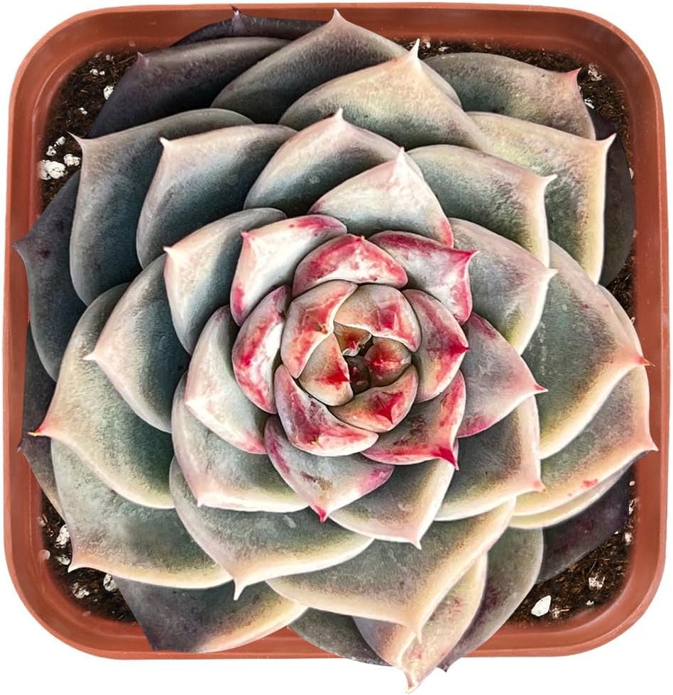 Live Succulent Echeveria 'Red Velutinous' Sugar Heart, Approx 2-inch Large, Potted Succulents, Fully Rooted, Easy Care House Plants
