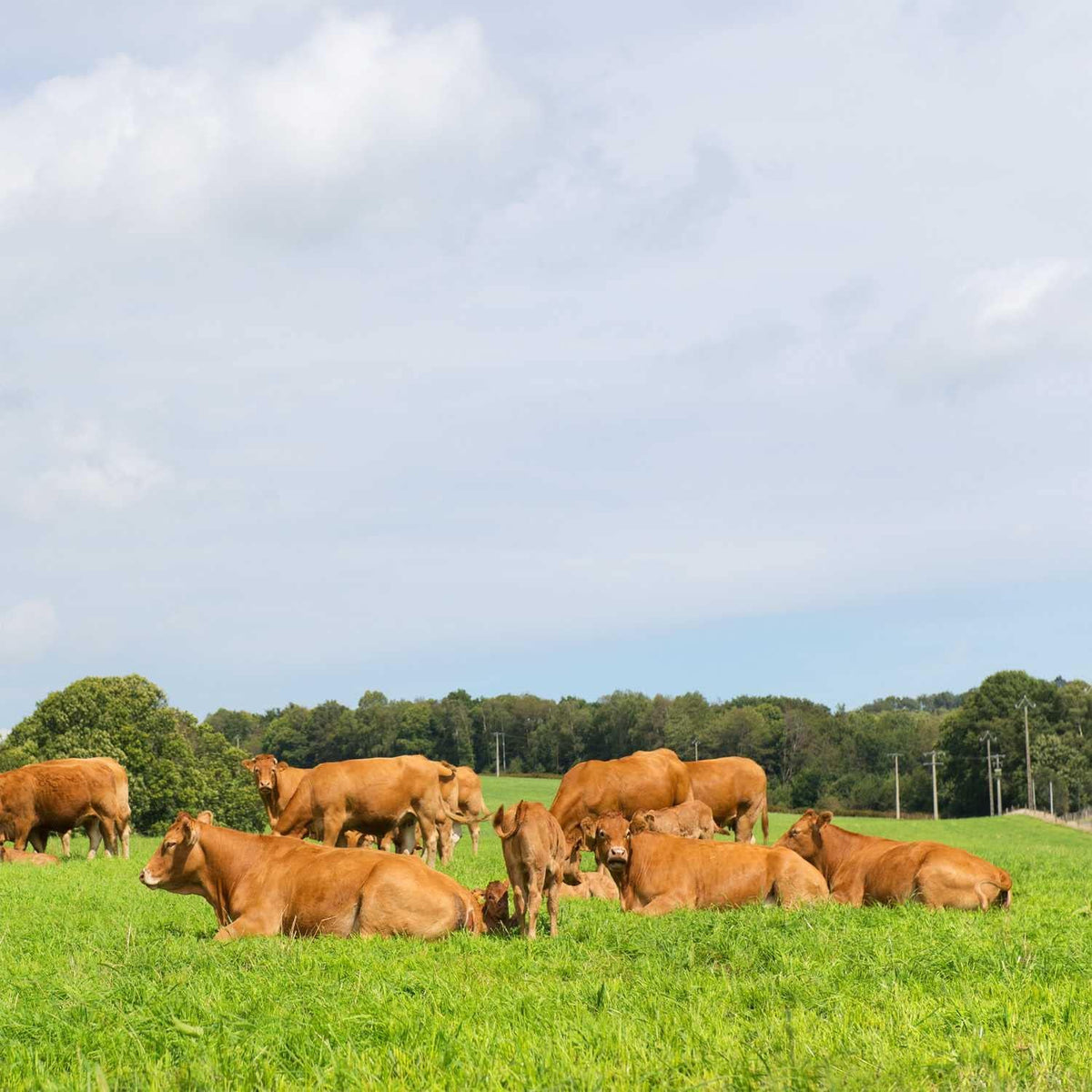 Outsidepride All-Purpose Pasture Seed Mix - 50 lb. Perennial, Drought-Tolerant & Fast-Growing, Pasture Seeds for Planting Abundant Forage Grass & Clover, Great for Grazing Livestock & Hay Production