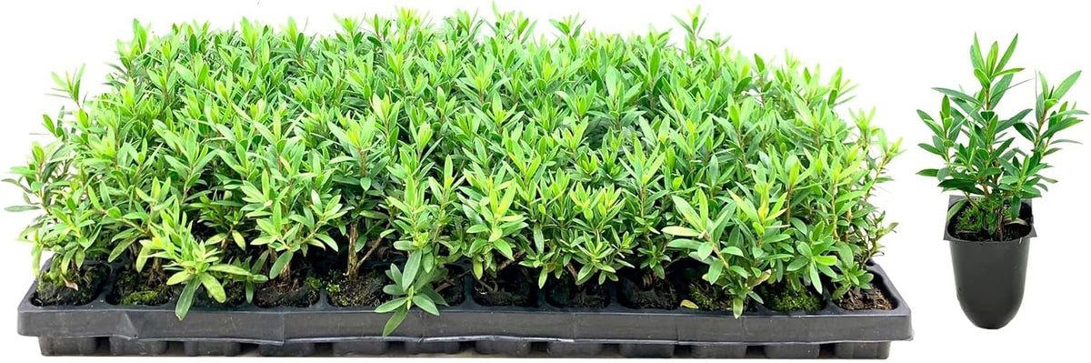Little John Dwarf Bottlebrush | 30 Live Plants | Callistemon | Compact Blooming Shrub | Attracts Hummingbirds and Butterflies