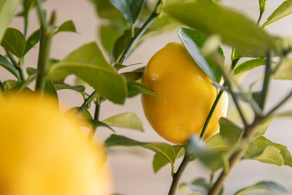 Meyer Lemon Tree Gift, Live Fruit Plant, Easy Care, Low Maintenance, Juicy Lemons, Unique Housewarming Gift, by The Magnolia Company, 1-2 Feet Tall, No Ship to CA, TX, AZ, LA, AL