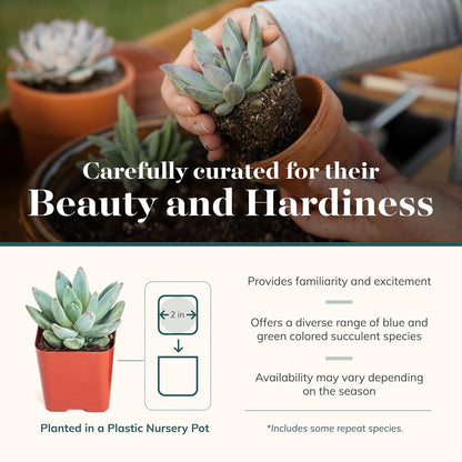 Shop Succulents Blue & Green Succulent Plant Pack Bulk Collection - Live Mini Succulent Plants, Low Maintenance, Mixture of Textures - Wedding and Party Favors, Gift & Garden, Pack of 128