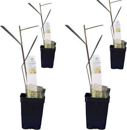 Lemongrass - Cymbopogon citratus. Live Plant. Fragrant, Fresh, Edible. Easy Grow. Indoor/Outdoor. (4 Lemongrass in Cup)