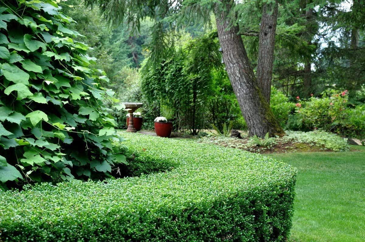 Dwarf Yaupon Holly | Ilex Schilling Stokes Vomitoria | 30 Live Plants | Drought Tolerant Low Maintenance Evergreen Hedge