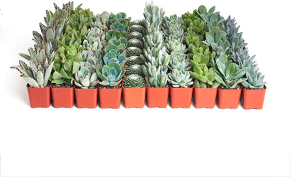 Shop Succulents Blue & Green Succulent Plant Pack Bulk Collection - Live Mini Succulent Plants, Low Maintenance, Mixture of Textures - Wedding and Party Favors, Gift & Garden, Pack of 128