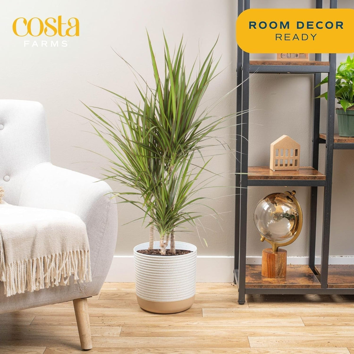 Costa Farms Dracaena Marginata Magenta Madagascar Dragon Tree Live Indoor Plant, 3 to 4-Feet Tall, Potted in Grower's Pot