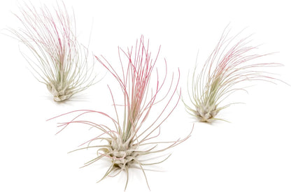 Fuchsia Colorful Tillandsia Air Plants - Long Lasting Color Enhanced Live Tillandsia Succulent House Plants - Home and Garden Decor - Easy Care Indoor/Outdoor Plants (Argentea Thin, Pack of 3)