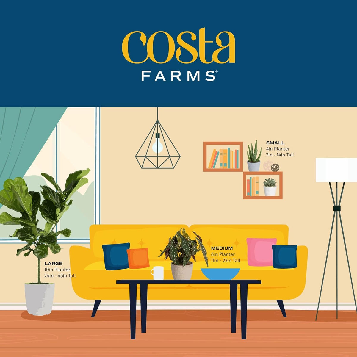 Costa Farms Burgundy Rubber Plant, Live Indoor Ficus Elastica Tree, Live Indoors Houseplant in Nursery Pot, Potting Soil Mix, Gift for Housewarming New House, Home or Office Decor, 2-3 Feet Tall