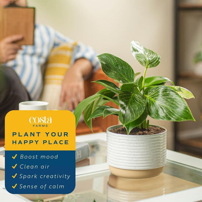 Costa Farms Philodendron Live Plant in Decorative Pot, Air Purifying Indoor Houseplant, Assorted Variety, Home, Room, or Office Decor, House Warming or Birthday Gift, 12-18 Inches Tall