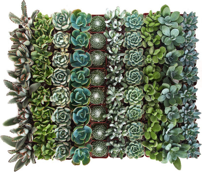 Shop Succulents Blue & Green Succulent Plant Pack Bulk Collection - Live Mini Succulent Plants, Low Maintenance, Mixture of Textures - Wedding and Party Favors, Gift & Garden, Pack of 128