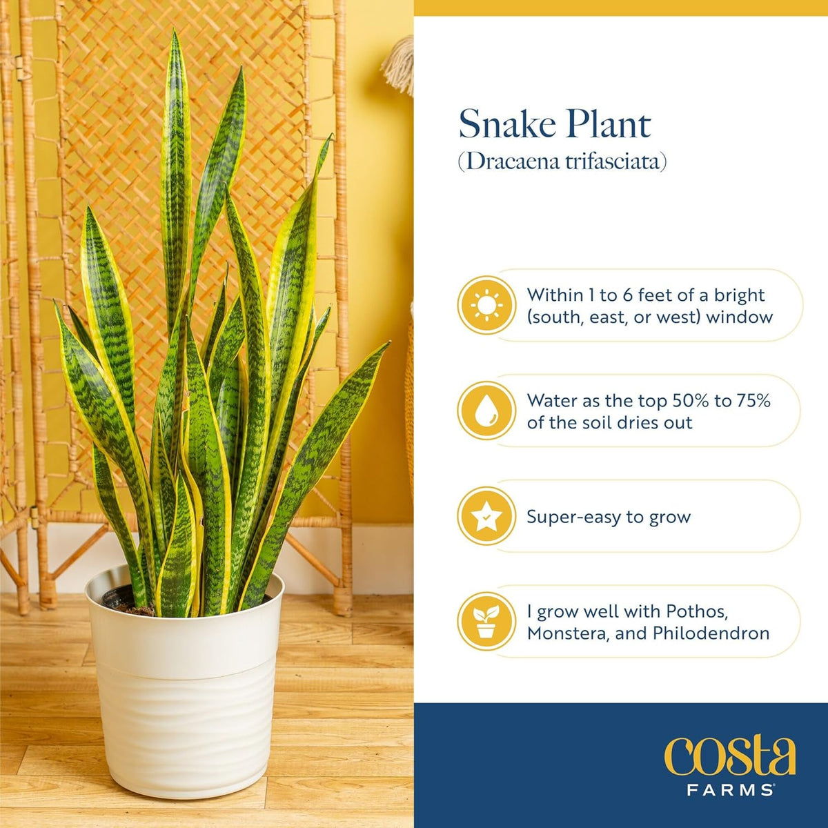 Costa Farms Snake Plant, Live Indoor and Outdoor Sansevieria Plant, Easy Care Tropical Houseplant Potted in Nursery Pot, Air Purifying Succulent Plant in Soil, Housewarming, Home Décor, 2-3 Feet Tall