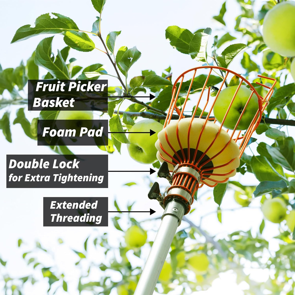 Fruit Picker Pole with Basket Telescoping 5-24 ft Apple Picker Extension Pole // Telescopic Fruit Tree Picker Tool for Picking Orange Mango Avocado Lemon Pear // The Ultimate High-Reach Fruit Grabber