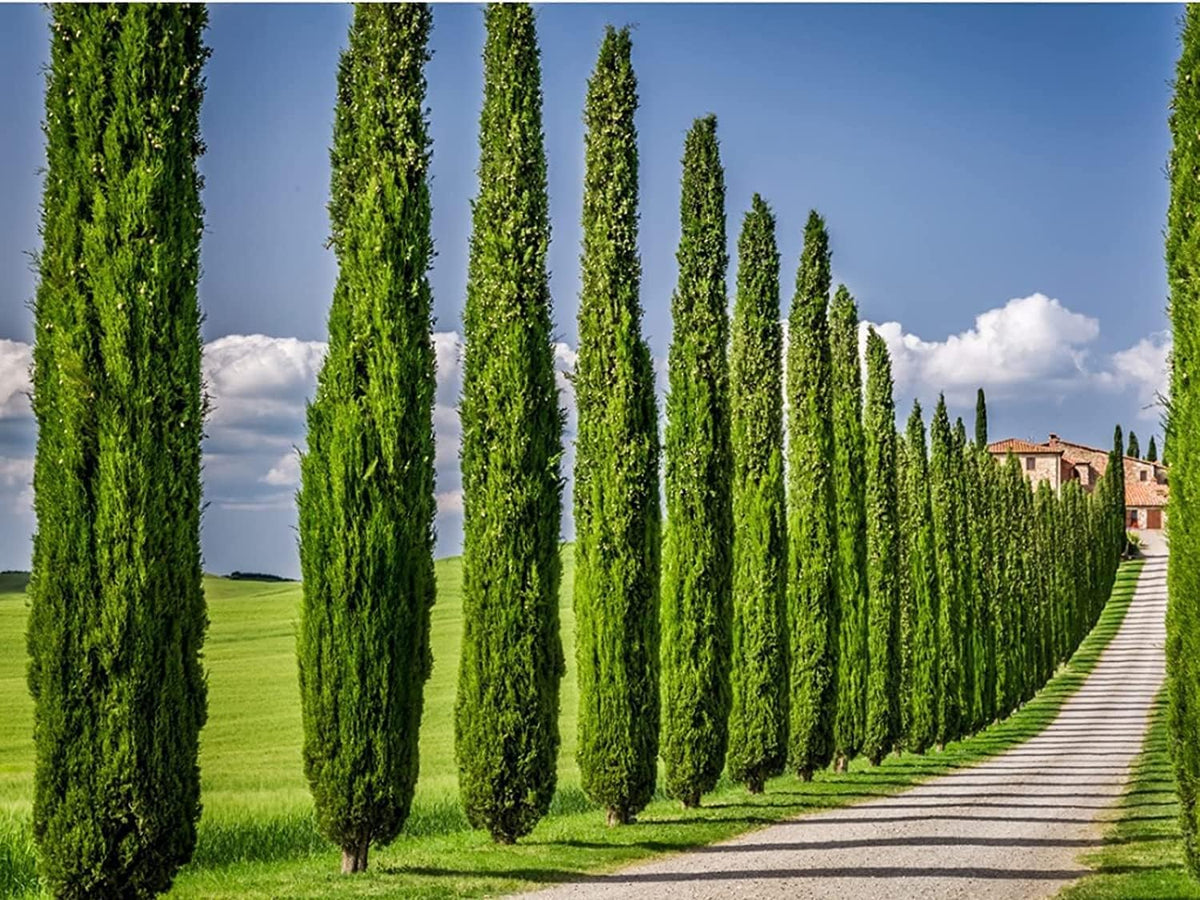 Italian Cypress Tree | 3 Live 4 Inch Pots | Cupressus Sempervirens | Formal Elegant Mediterranean Style Plants