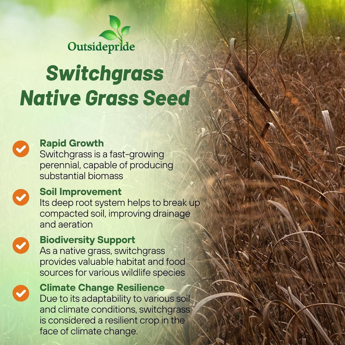 Outsidepride Switchgrass Seed - 10 lbs. Perennial Hardy, Drought & Flood Tolerant Native Grass Seed Ideal Fast-Growing Grasses for Erosion Control, Wildlife Forage & Food Plots, Thrives in Poor Soil