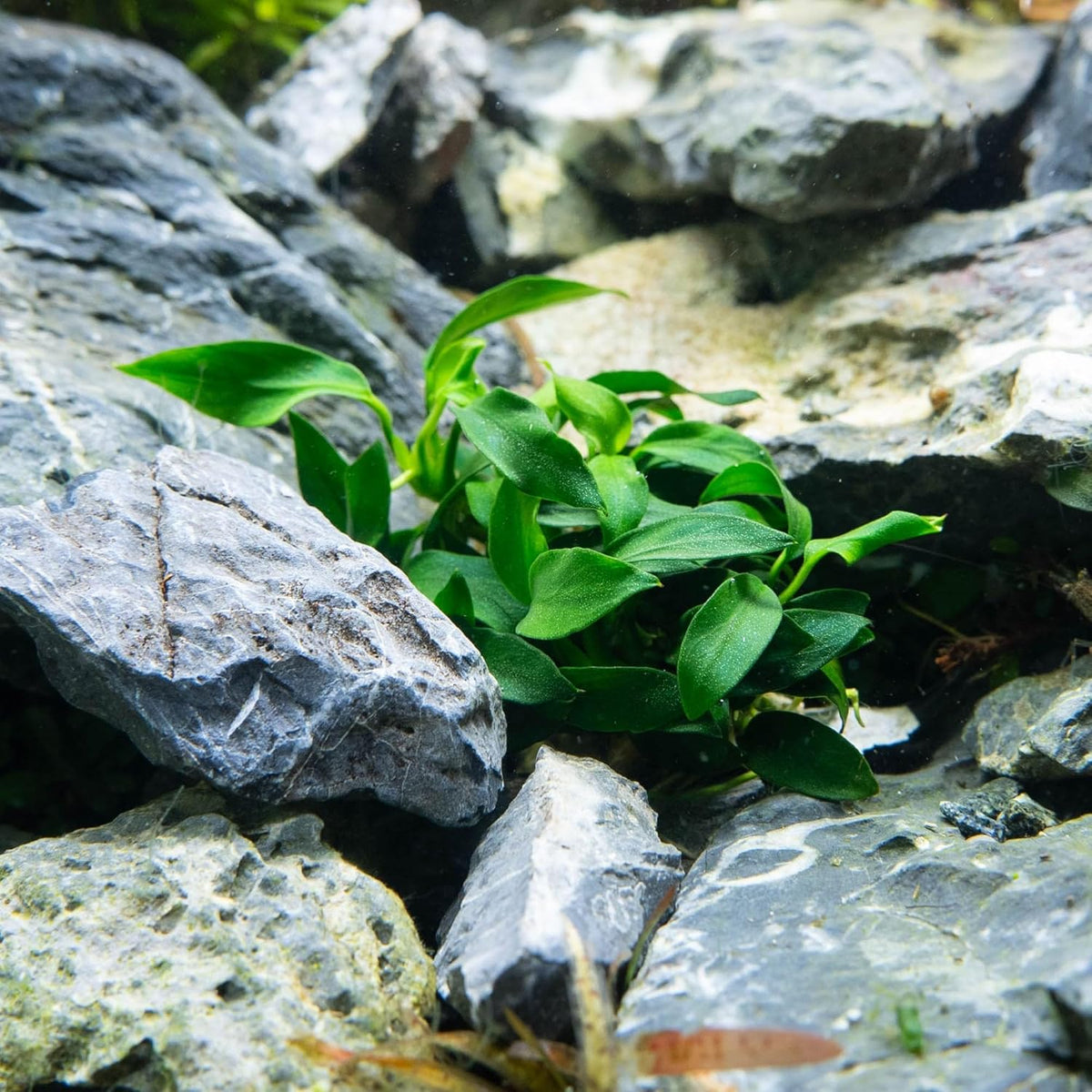 Ultum Nature Systems Live Tissue Culture - Anubias Nana Golden (Anubias barteri 'Nana') - Easy - Low to Medium Light - Light Green Accent - Foreground to Midground - 100% Snail Free Grown in-Vitro