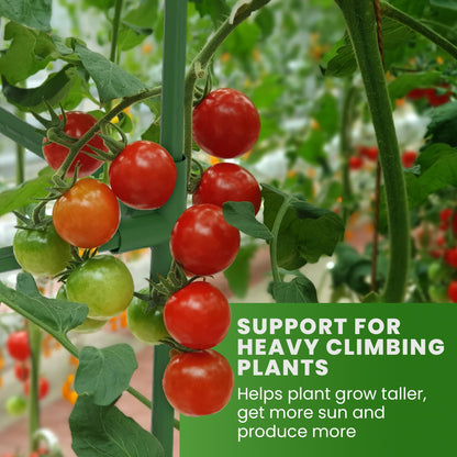 Square Tomato Cage - Large Trellis Stakes and Plant Support Structures for Vegetables and Climbing Plants - Tall Tomato Cages for Garden, Pots, Raised Garden Bed Outdoor Supplies (3 Pack - Up to 41")