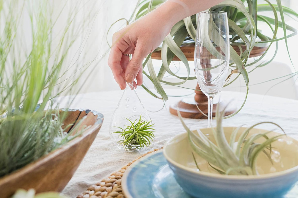Jumbo Air Plant Ionantha Guatemala 'Macho' - Live Tillandsia Succulent House Plants - Available in Wholesale and Bulk - Home and Garden Decor - Easy Care Indoor and Outdoor Plants (Pack of 1)