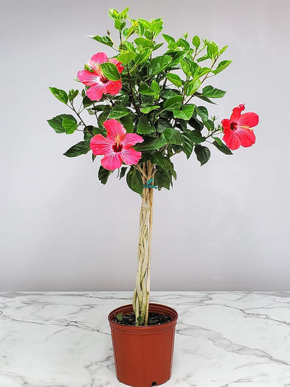 Hibiscus Plants Live - Braided Hibiscus Tree - Pink Painted Lady - Overall Height 38" to 44" - Tropical Plants of Florida (Plant in Growers Pot)