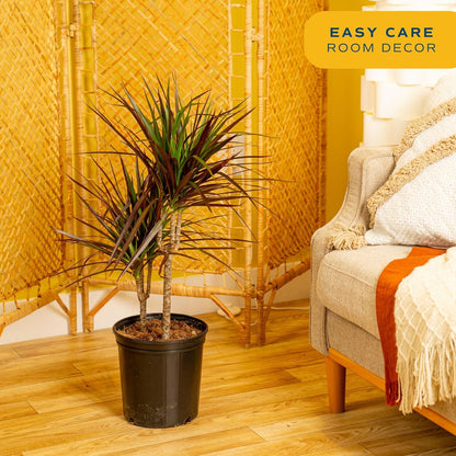Costa Farms Dracaena Marginata Magenta Madagascar Dragon Tree Live Indoor Plant, 3 to 4-Feet Tall, Potted in Grower's Pot