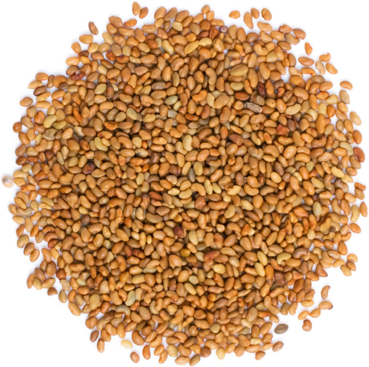 Food to Live - Organic Alfalfa Seeds for Sprouting, 3 Pounds - Non-GMO, Edible Seeds, Pure, Vegan, Kosher, Bulk - Rich in Vitamin K, Vitamin C