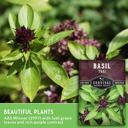 Survival Garden Seeds - Thai Basil Seed for Planting - 5 Packets with Instructions to Plant and Grow Asian Basil Indoors or Outdoors in Your Home Vegetable Garden - Non-GMO Heirloom Variety