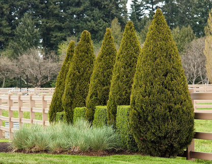 Spartan Juniper | 10 Live Trees | Juniperus Chinensis | Evergreen Privacy Screening Plant