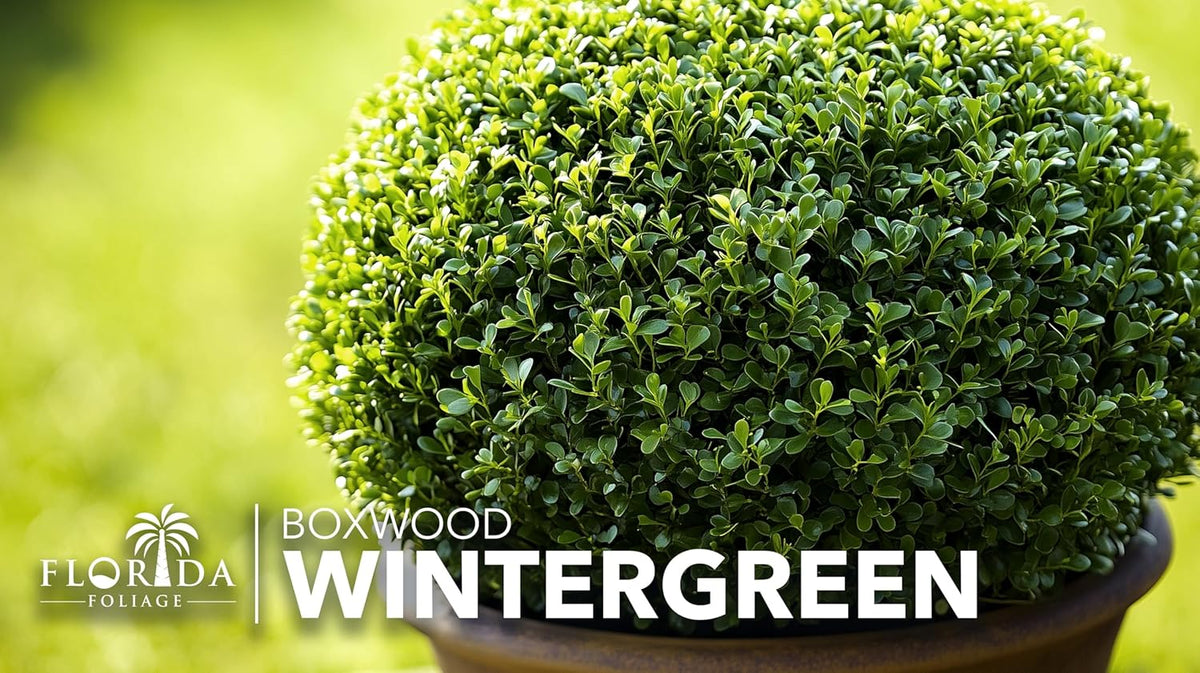 Wintergreen Boxwood | 3 Large Gallon Size Plants | Buxus Microphylla | Evergreen Shrub, Dense Foliage, Formal Garden, Low Maintenance, Privacy Hedge, Year-Round Interest, Landscaping Shrub