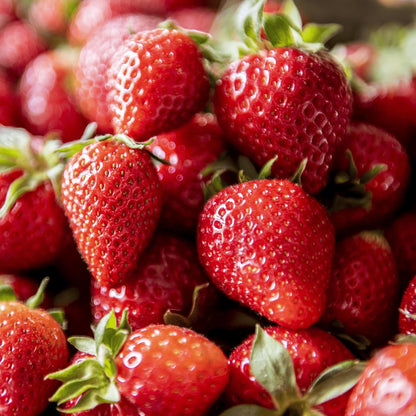 Flavorfest' June Bearing Bare Root Strawberry Plants - Great for Beginners! Delicious Strawberries and Easy to Grow - from Hand Picked Nursery (5)