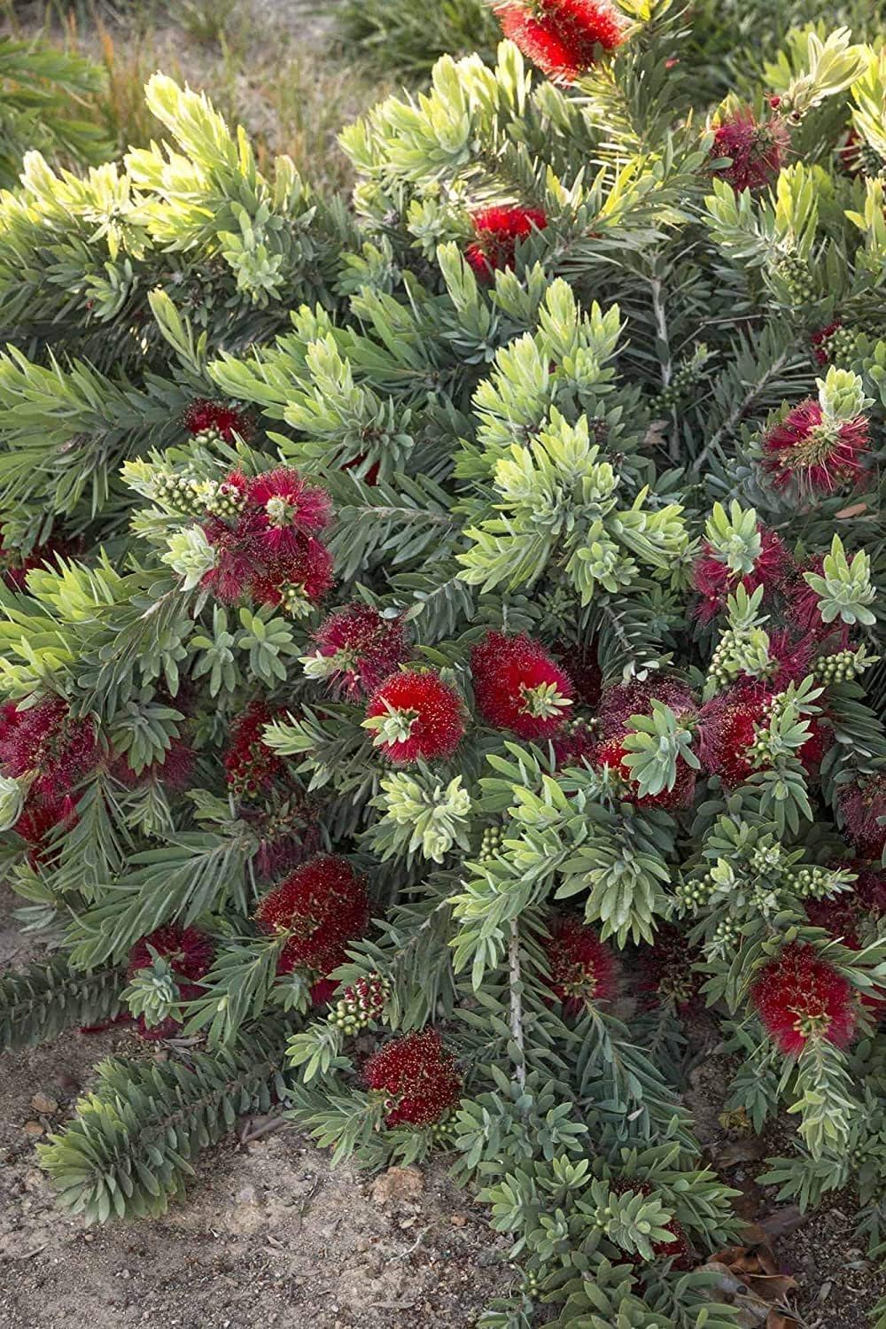 Little John Dwarf Bottlebrush | 3 Live Plants | Callistemon | Compact Blooming Shrub | Attracts Hummingbirds and Butterflies