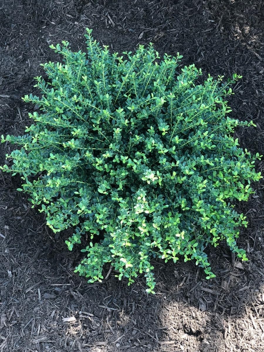 Helleri Holly Shrub | 10 Live Plants I Ilex Cornutal | Compact Evergreen Ideal for Low Borders, Formal Gardens and Ornamental Plantings, Dense, Small Leaves for Refined Look