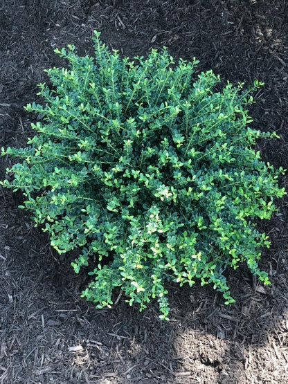 Helleri Holly Shrub | 10 Live Plants I Ilex Cornutal | Compact Evergreen Ideal for Low Borders, Formal Gardens and Ornamental Plantings, Dense, Small Leaves for Refined Look